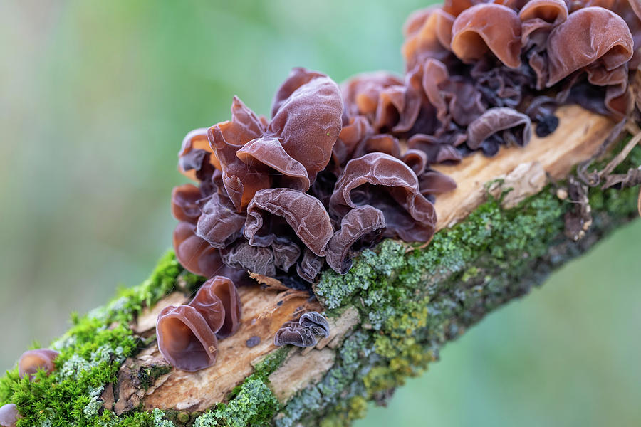 Mushrooms on a tree trunk Photograph by Artush Foto - Pixels