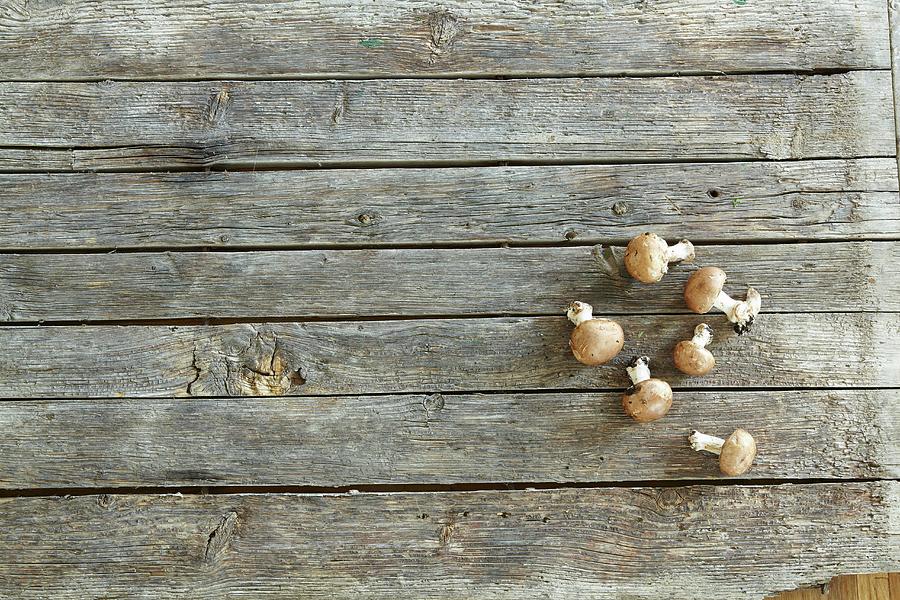 Mushrooms On A Wooden Surface Photograph by Jo Kirchherr