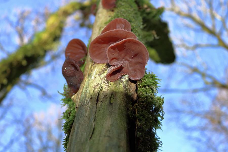 Mushrooms On Trees Photograph by Lukasz Ryszka