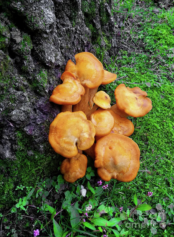 Mushrooms Photograph by Raymond Earley