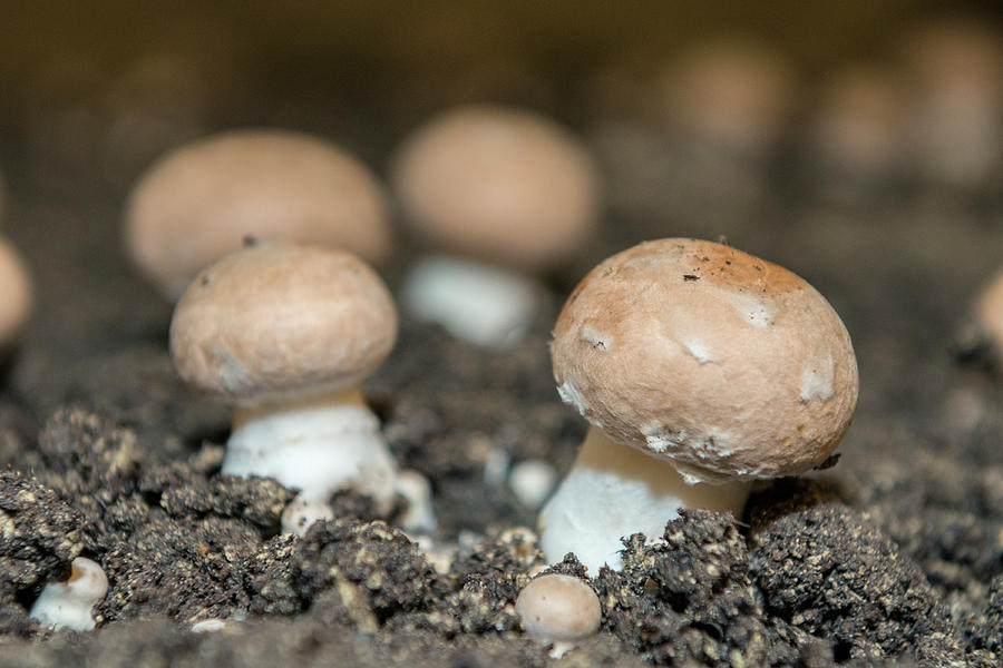 Mushrooms, Saumur, Loire Valley, France Photograph by Jim Engelbrecht