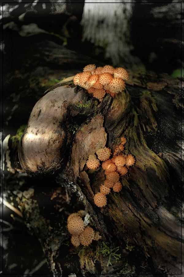 Mushrooms--the Fungus Among Us Photograph