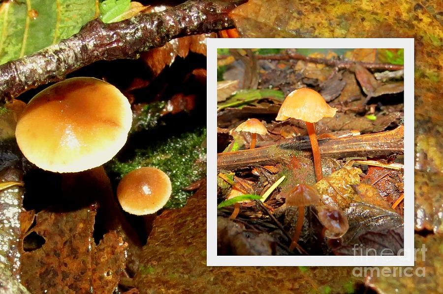 Mushrooms under a limb collage Photograph by Linda Vanoudenhaegen