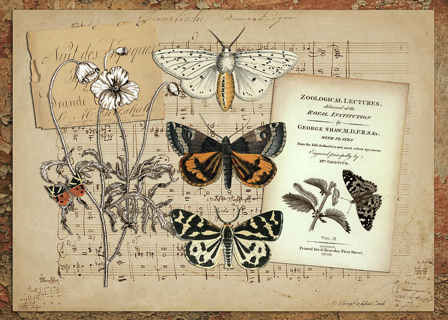 Music of the Butterflies Digital Art by Terry Kirkland Cook
