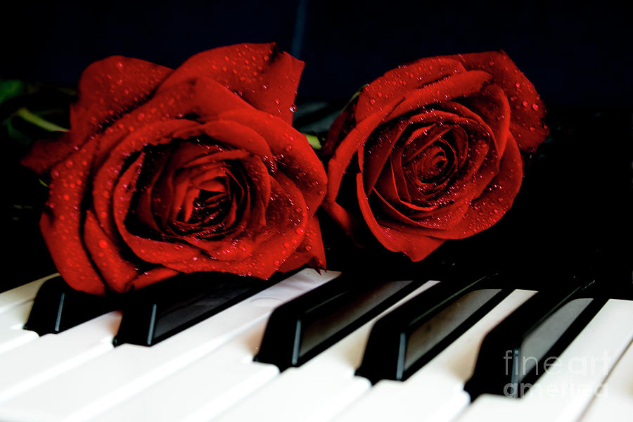 Music With Red Roses Photograph by Ivete Basso Photography
