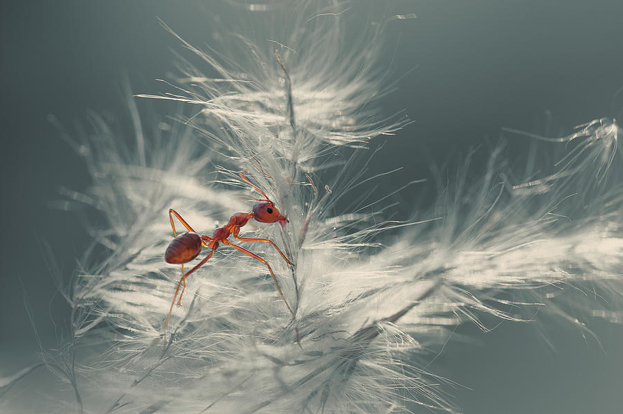Ant Photograph - Musim Dingin by Rooswandy Juniawan
