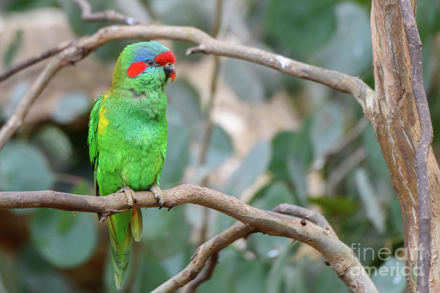 Musk Lorikeet Photograph by Dr P. Marazzi/science Photo Library - Fine ...