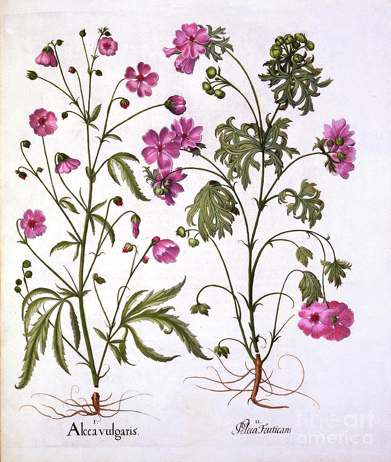 Musk Mallow Drawing by Heritage Images