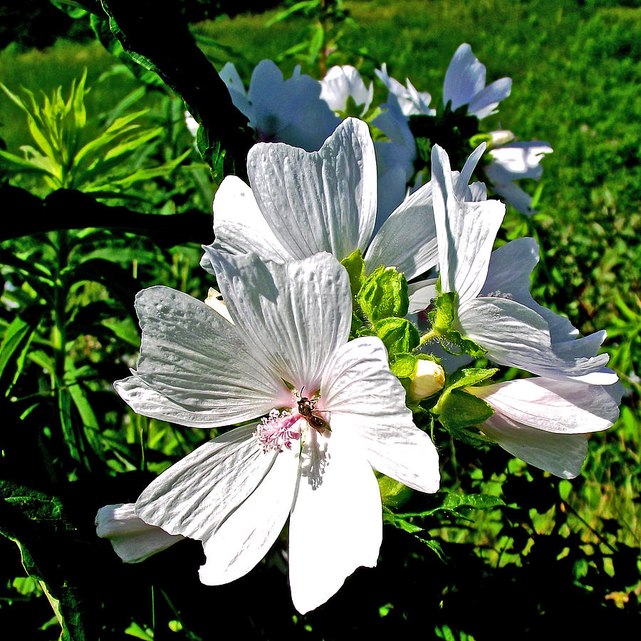 Musk Mallow in Fields along Trail to Cap Gaspe in Forillon National Park, Quebec, Canada Photograph by Ruth Hager