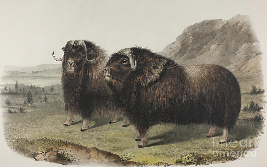 Musk Ox, 1848 Painting by John James Audubon