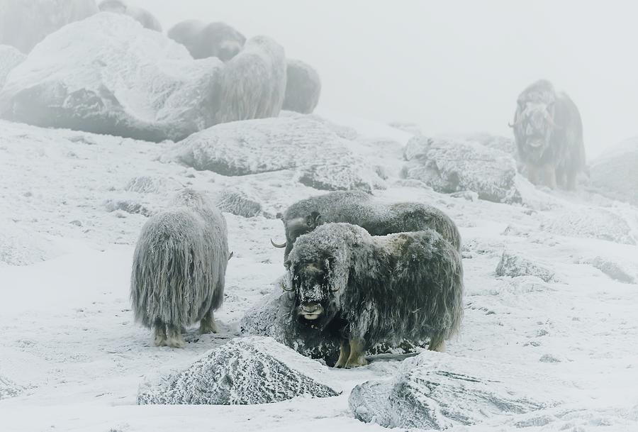 Musk Ox, Between The Fog And Frost Photograph by Giuseppe D\\amico