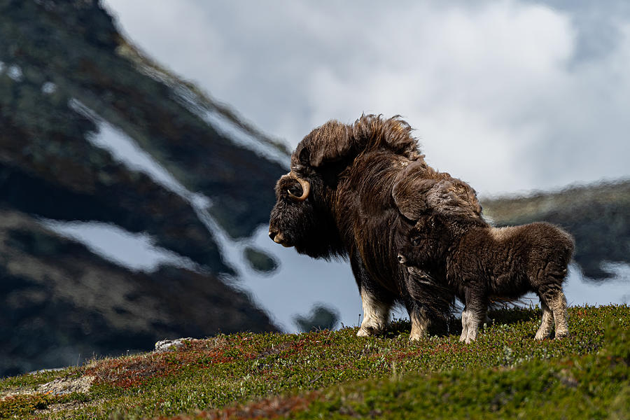 Musk Ox Family Photograph by Bjoern Alicke | Pixels