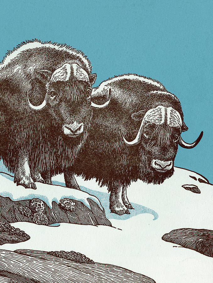 Musk Oxen Drawing by CSA Images Fine Art America