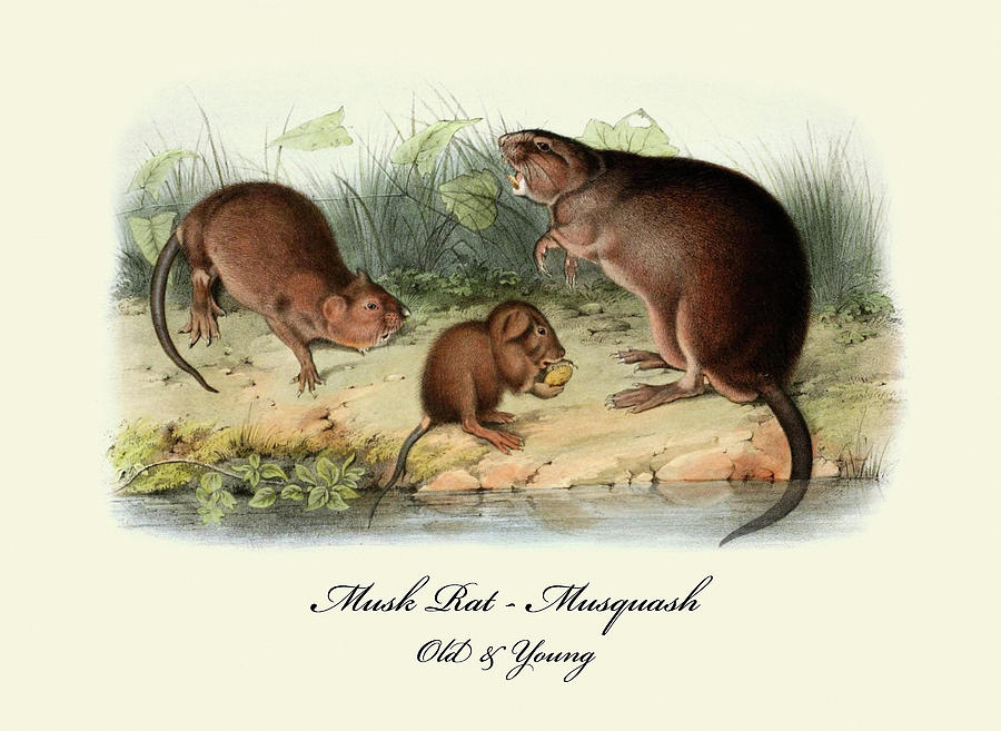 Musk Rat-Musquash-old and young Painting by John Joseph Audubon