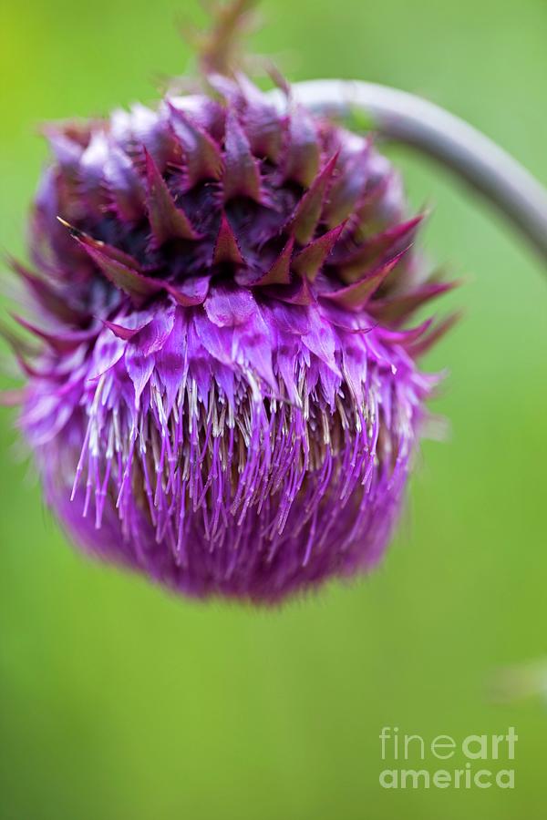 Musk Thistle (carduus Nutans) Photograph by Dr Keith Wheeler/science Photo Library