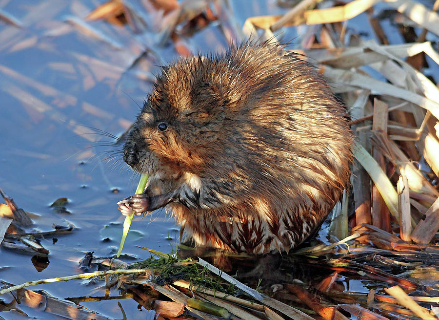 Muskrat Chewing A Reed Photograph by Debbie Oppermann