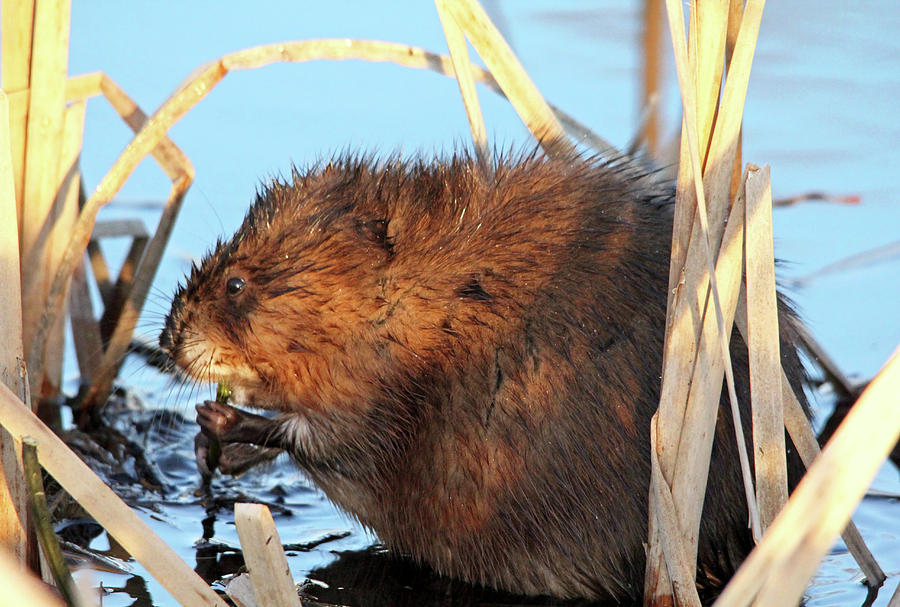 Muskrat Chewing A Reed I Photograph by Debbie Oppermann