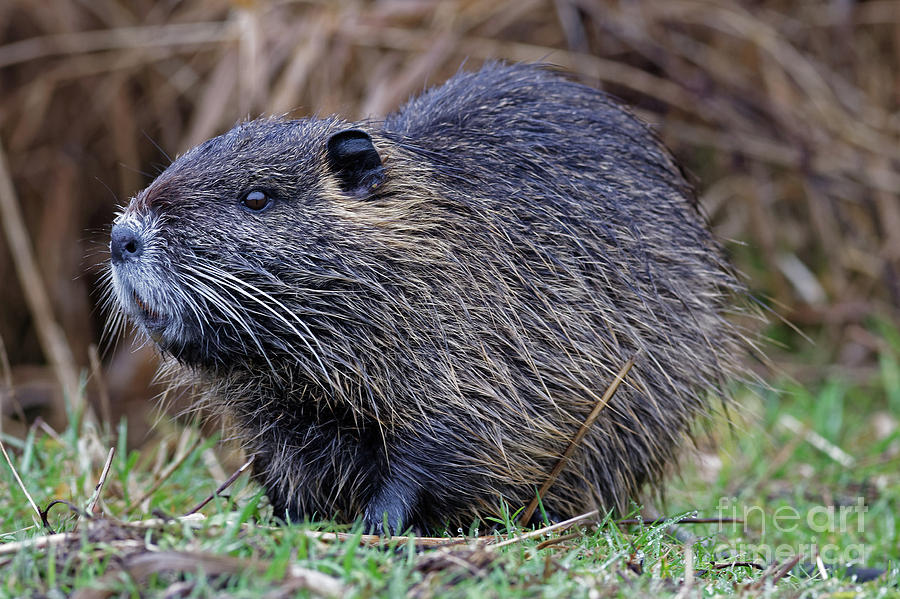 Muskrat Portrait Photograph by Natural Focal Point Photography