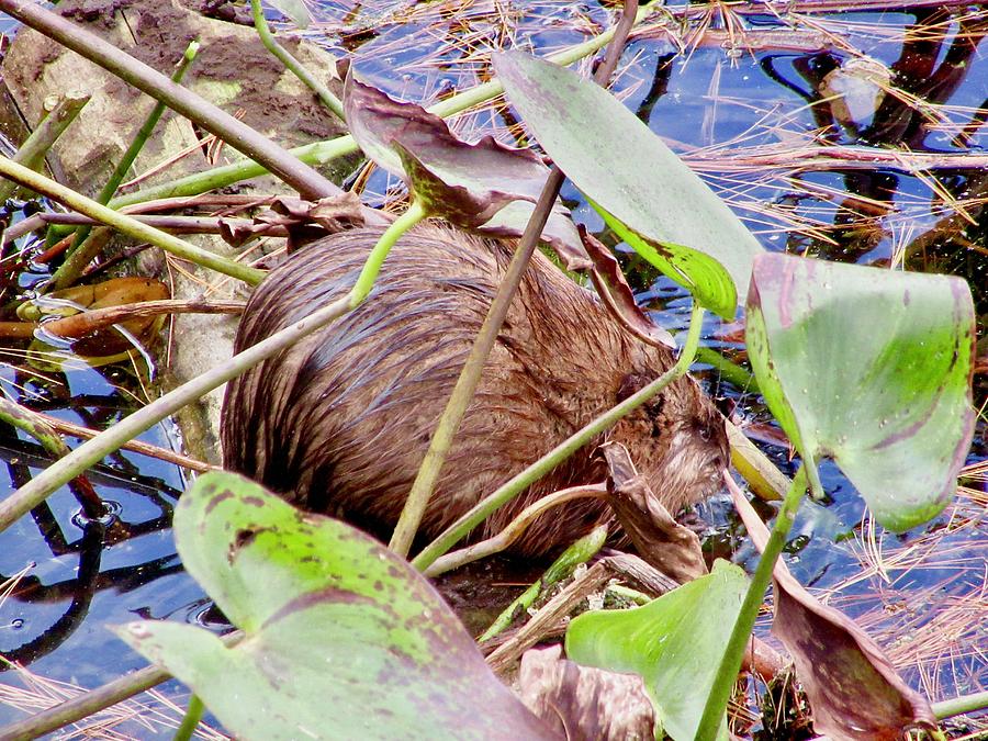 Muskrat by Stephanie Moore Muskrat by Stephanie Moore
