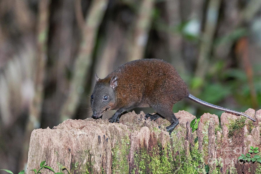 Musky Rat-kangaroo Photograph by Dr P. Marazzi/science Photo Library