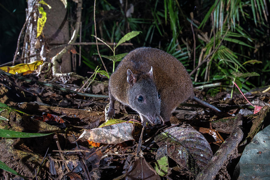 Musky Rat Kangaroo On Rainforest Floor At Night, Australia Photograph ...