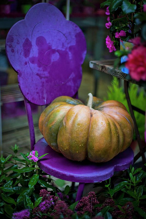 Musque De Provence Pumpkin On Purple Garden Chair Photograph by Bndicte Rouffeteau