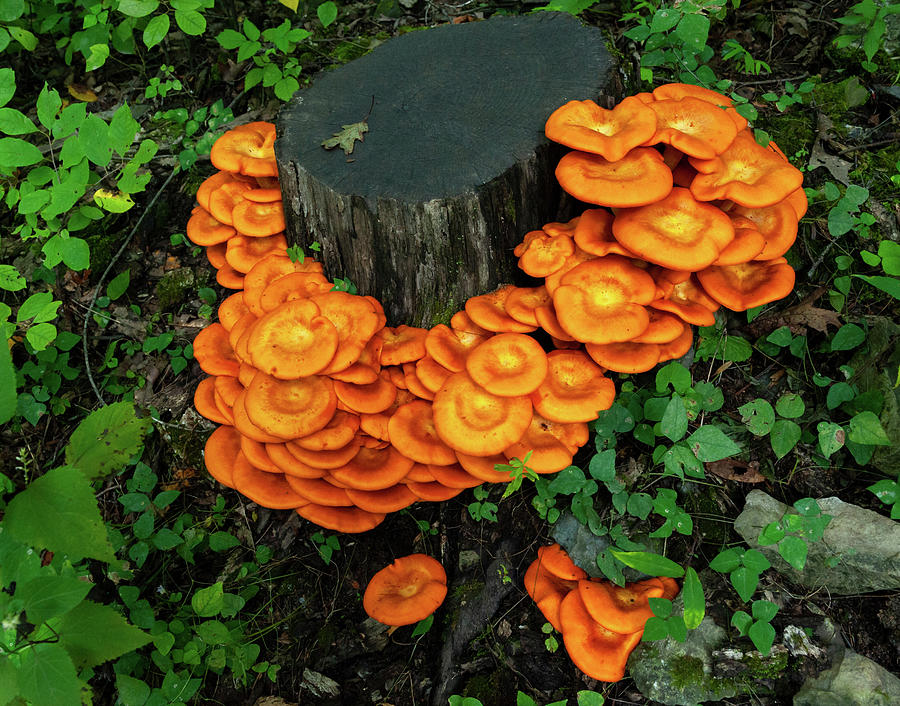 Mushroom Halo Photograph by Lara Ellis