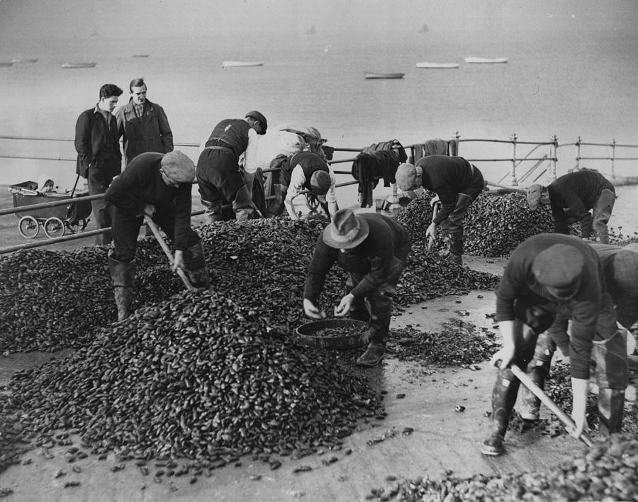 Mussel Catch Photograph by Fox Photos