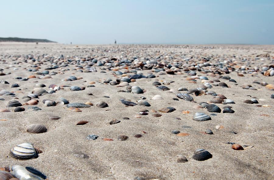 Mussel Shells On The Beach Photograph by Franziska Pietsch
