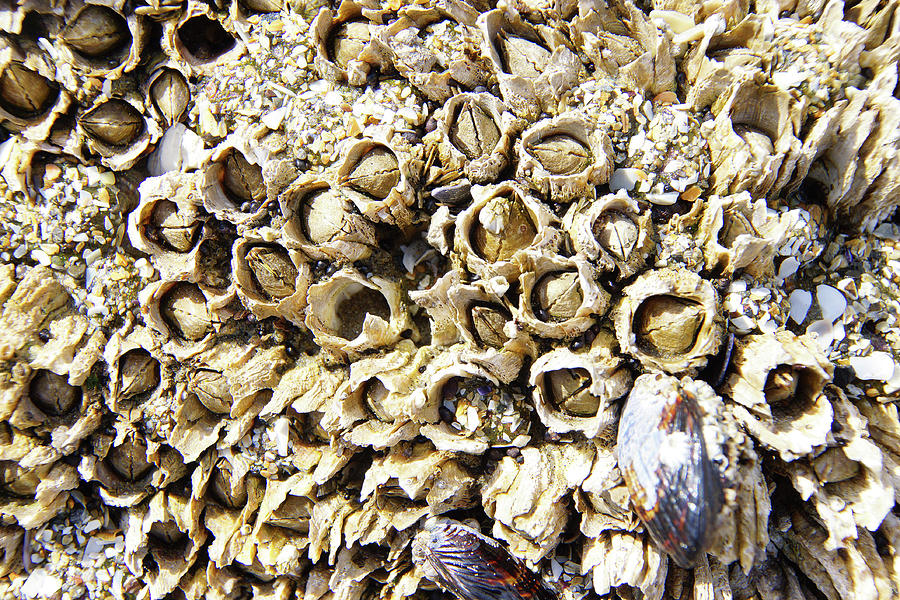 Mussels And Barnacle Photograph by Steve Estvanik