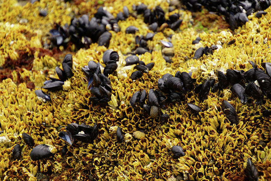 Mussels and barnacles exposed at low tide  Photograph by Steve Estvanik