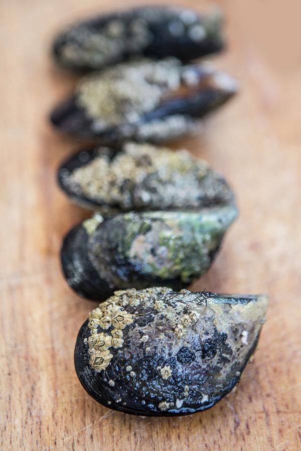 Mussels In A Row On A Wooden Surface Photograph by Carine Lutt