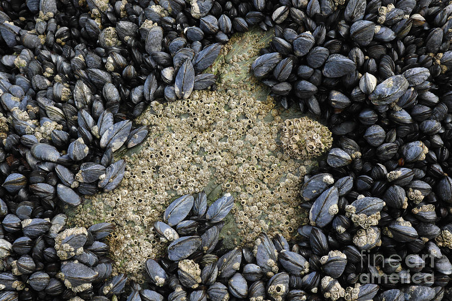 Mussels by Peter Skelton Mussels by Peter Skelton