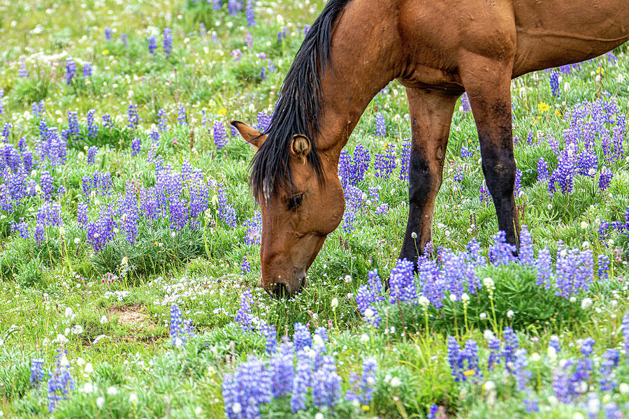 Mustang Among Lupines Photograph by Douglas Wielfaert