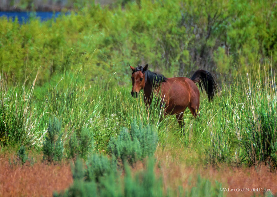 Mustang at Washoe Lake Photograph by LeeAnn McLaneGoetz McLaneGoetzStudioLLCcom