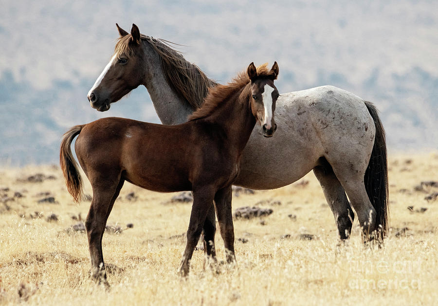 Mustang Colt And Mare Photograph