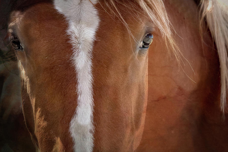 Mustang Eyes with Textures Photograph by Mindy Musick King