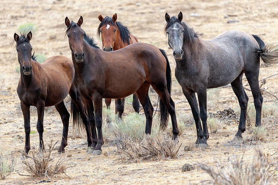 Horse Photograph - Mustang Family Portrait by Michael Dawson