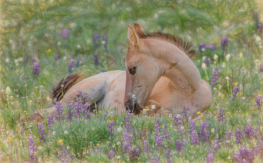 Wild Mustang Foal in the Wildflowers Photograph by Marcy Wielfaert