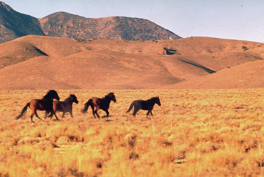 Animal Photograph - Mustang Horses by Bill Eppridge