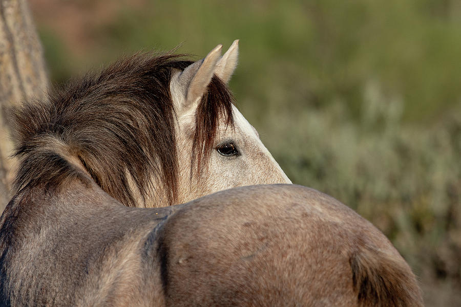 Mustang Lookback Photograph by Mindy Musick King