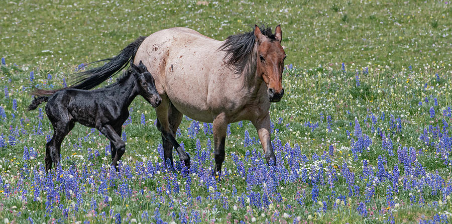 Mustang Mama and New Foal Photograph by Marcy Wielfaert