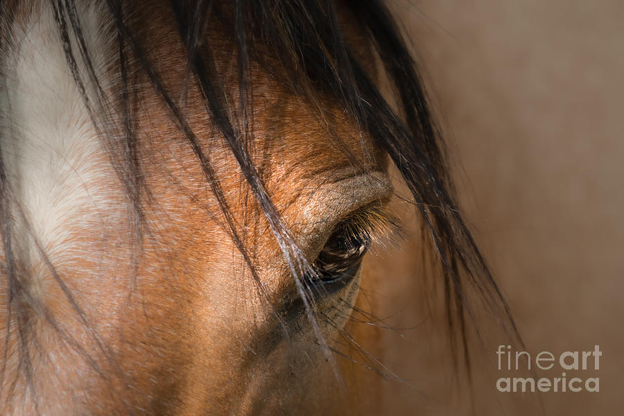Mustang Soul Photograph by Lisa Manifold