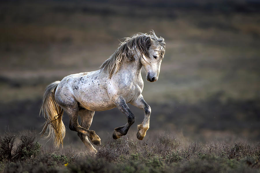 Mustang, Wild Horse / Equus Ferus Caballus Photograph by Verdon