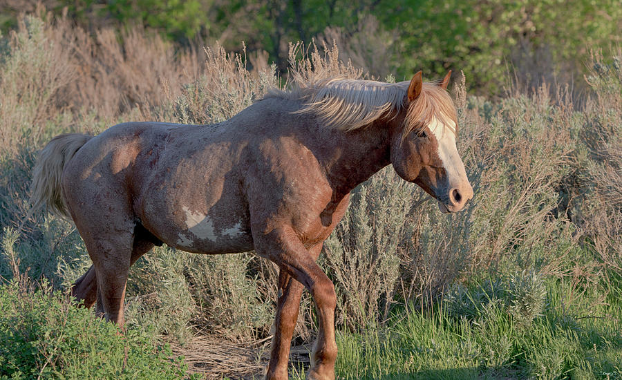 Mustangs Of The Badlands 07 Photograph by Gordon Semmens - Fine Art America