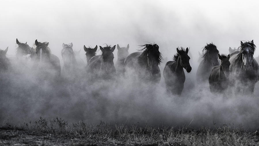 Horse Photograph - Mustangs by Yavuz Pancareken