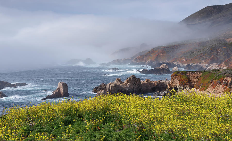 Mustard And Fog At Sobranes Point Photograph by Don Smith