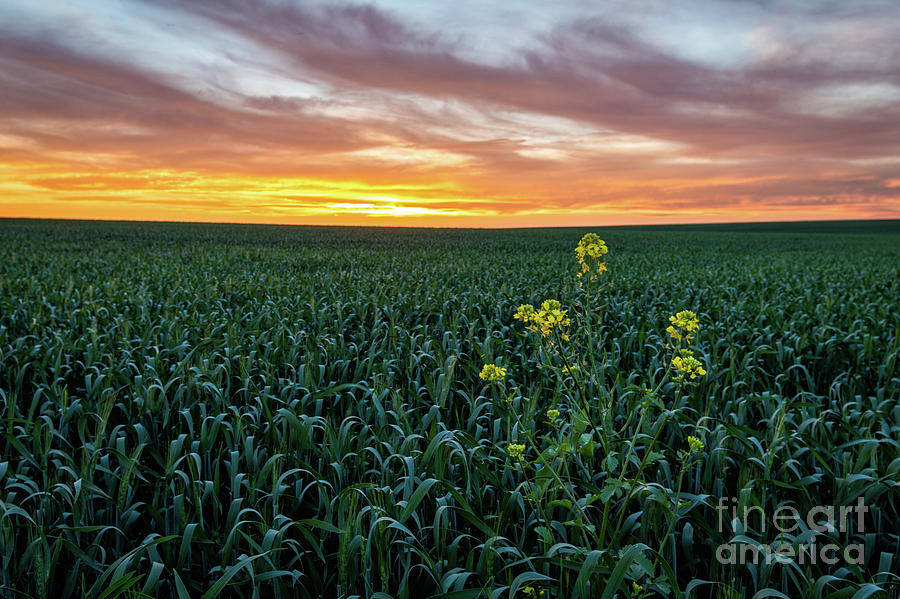 Mustard Field at Sunset Photograph by Bret Barton