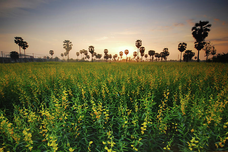 Mustard Field In Thailand Photograph by Piriya Photography