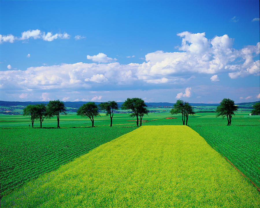 Mustard Field, Lower Austria Photograph by Walter Bibikow